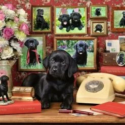 Παζλ 500 Ravensburger Μαύρο Λαμπραντορ (16591) 8 Παζλ 500 Ravensburger Μαύρο Λαμπραντορ (16591) -Παζλ - Puzzle Κατάστημα 200363 2