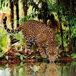 Παζλ 2000 Clementoni Λεοπάρδαλη (1220-32537) -Παζλ - Puzzle Κατάστημα 203300 1