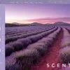 Παζλ 500 Jigsaw Lavender Fields (SC-1) -Παζλ - Puzzle Κατάστημα 213453