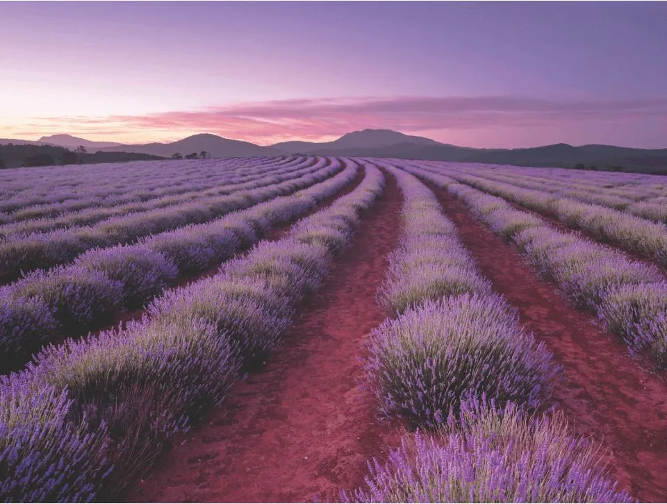 Παζλ 500 Jigsaw Lavender Fields (SC-1) 4 Παζλ 500 Jigsaw Lavender Fields (SC-1) - Image 2