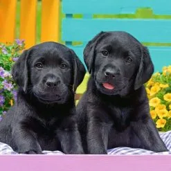 Παζλ 300XXL Ravensburger Λαμπραντόρ (12950) -Παζλ - Puzzle Κατάστημα 217561 1