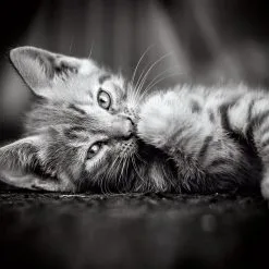 Παζλ 1000 Κομματιων Clementoni High Quality Γατουλα (1220-39422) -Παζλ - Puzzle Κατάστημα 677174 1