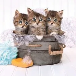 Clementoni High Quality Collection Παζλ 500 Kittens And Soap (1220-35065) -Παζλ - Puzzle Κατάστημα 683771 1